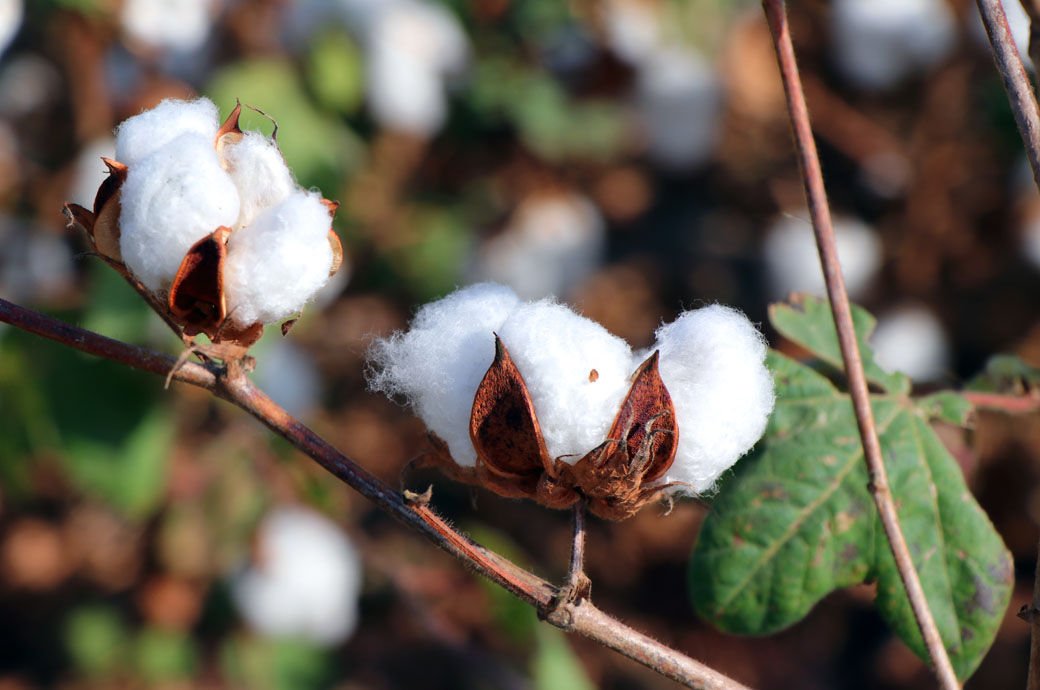 Bangladesh Unveils Genetically Modified Cotton Varieties To Boost Yields And Reduce Imports 2714