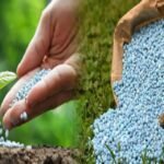 India Organic Fertilizer Market Transforming Agriculture