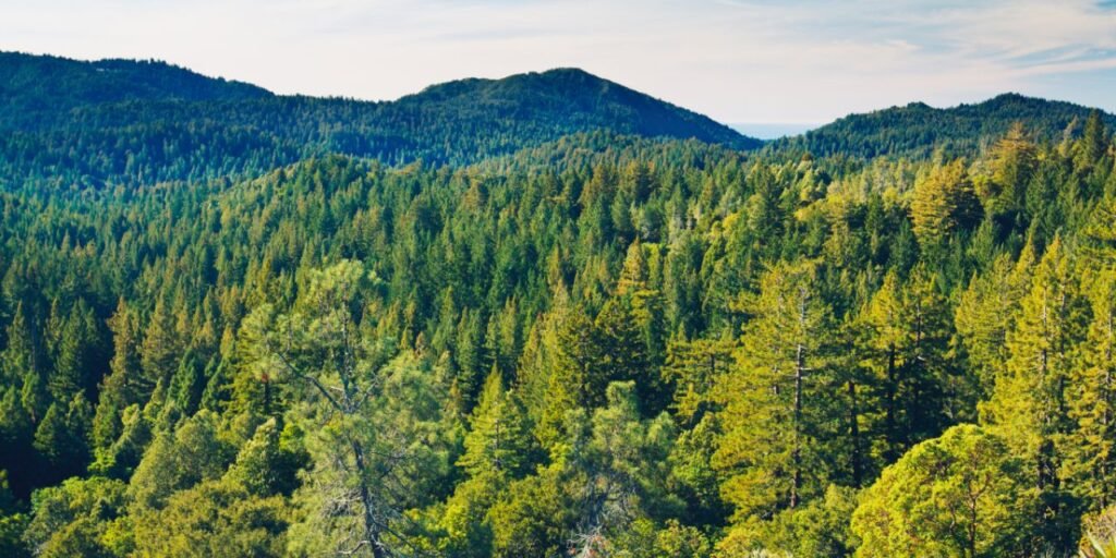 EDANA Urges Clarity on EU Deforestation Regulation