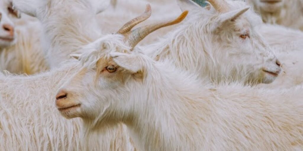 The Good Cashmere Standard Strengthens Sustainable Practices