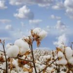 Good Earth Cotton Highlights Evidence-Based Fibre Claims