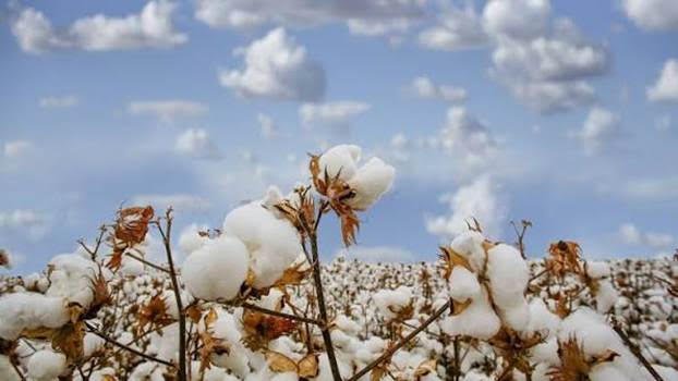 Good Earth Cotton Highlights Evidence-Based Fibre Claims