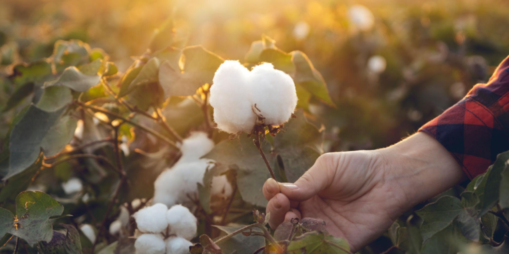 Texprocil to Focus on Kasturi Cotton and FTA Benefits for Textile Sector