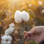 Texprocil to Focus on Kasturi Cotton and FTA Benefits for Textile Sector
